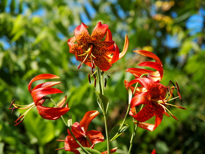 [These fully opened lilies (petals are curved back from the stamen) are bright orange-red with speckles on the inner edges of the petals.]